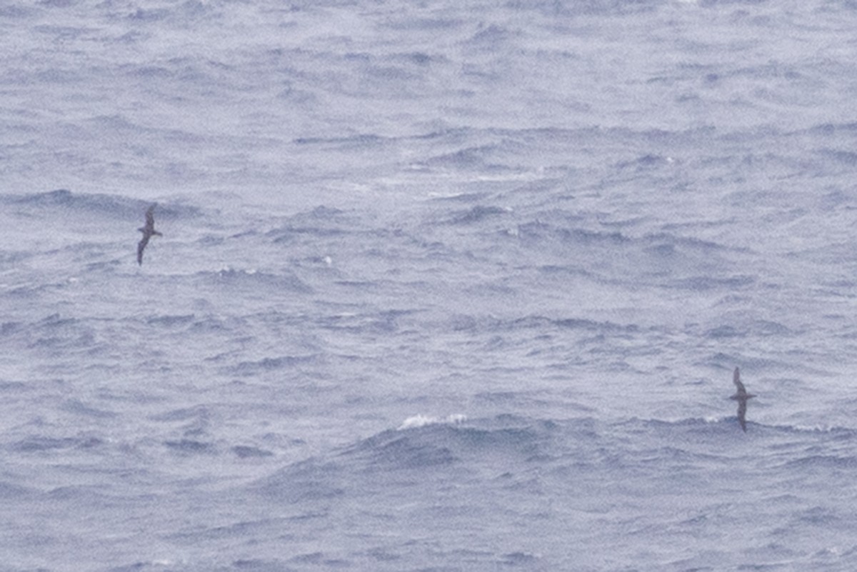 Flesh-footed Shearwater - ML643012421