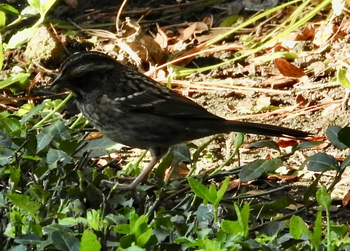 White-throated Sparrow - ML643012422