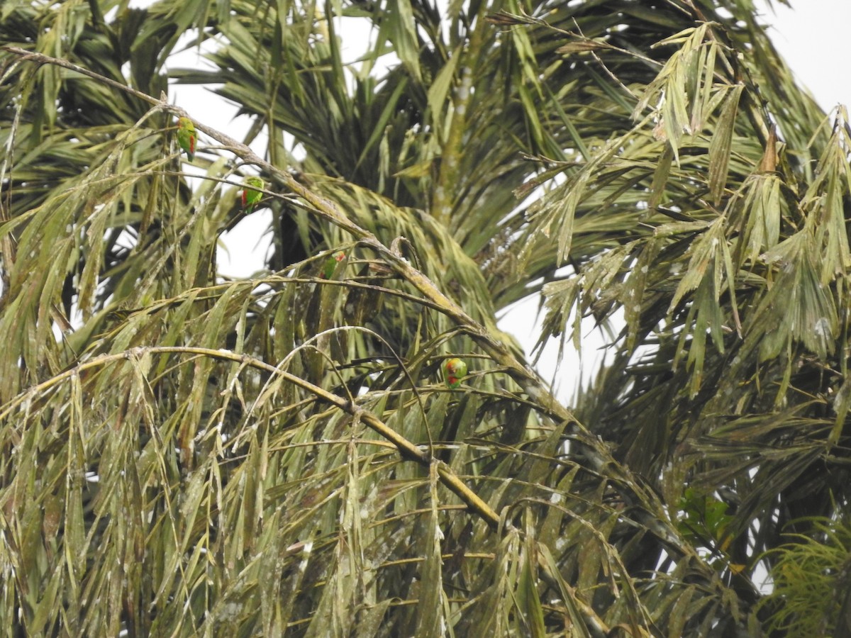 Sri Lanka Hanging-Parrot - ML643012423