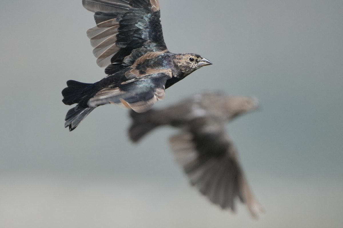 Brown-headed Cowbird - ML643012426