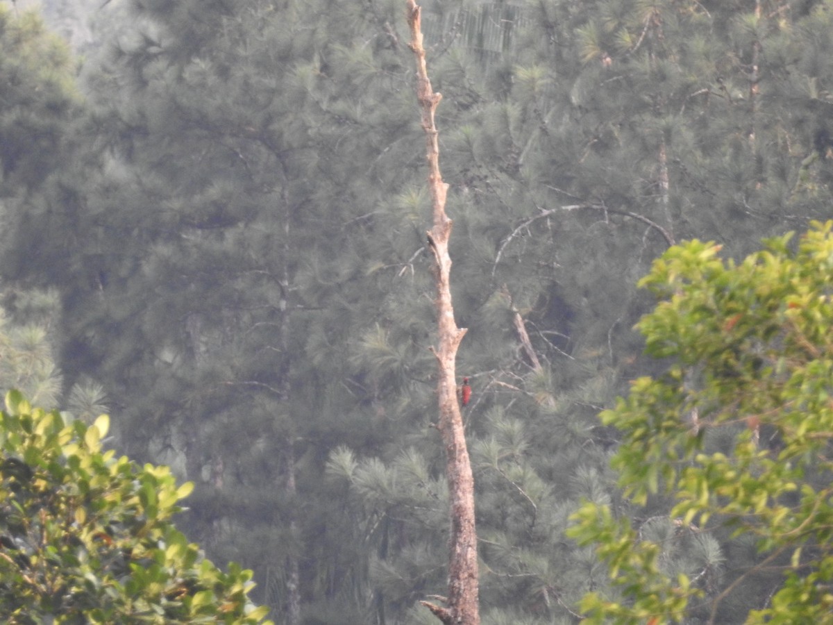 Red-backed Flameback - ML643012430