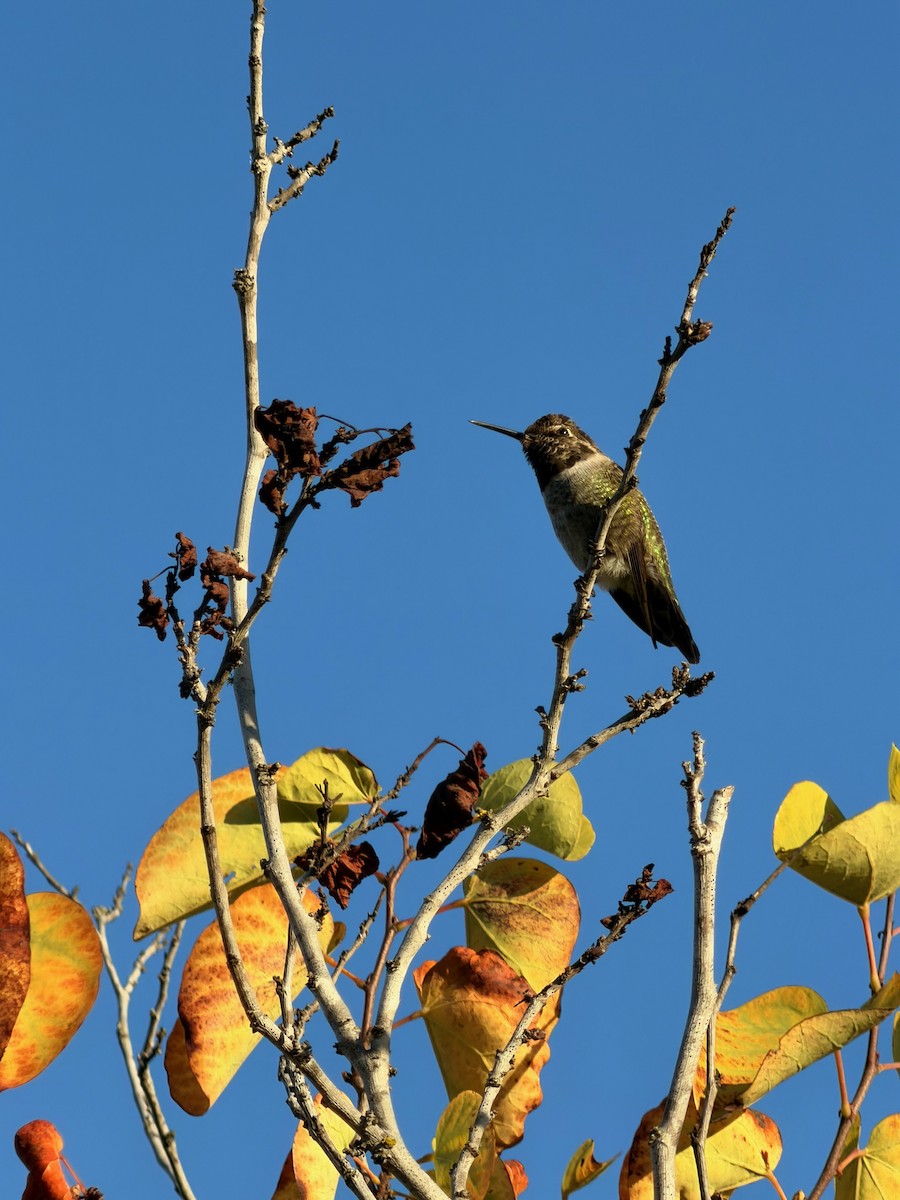 Anna's Hummingbird - ML643012431