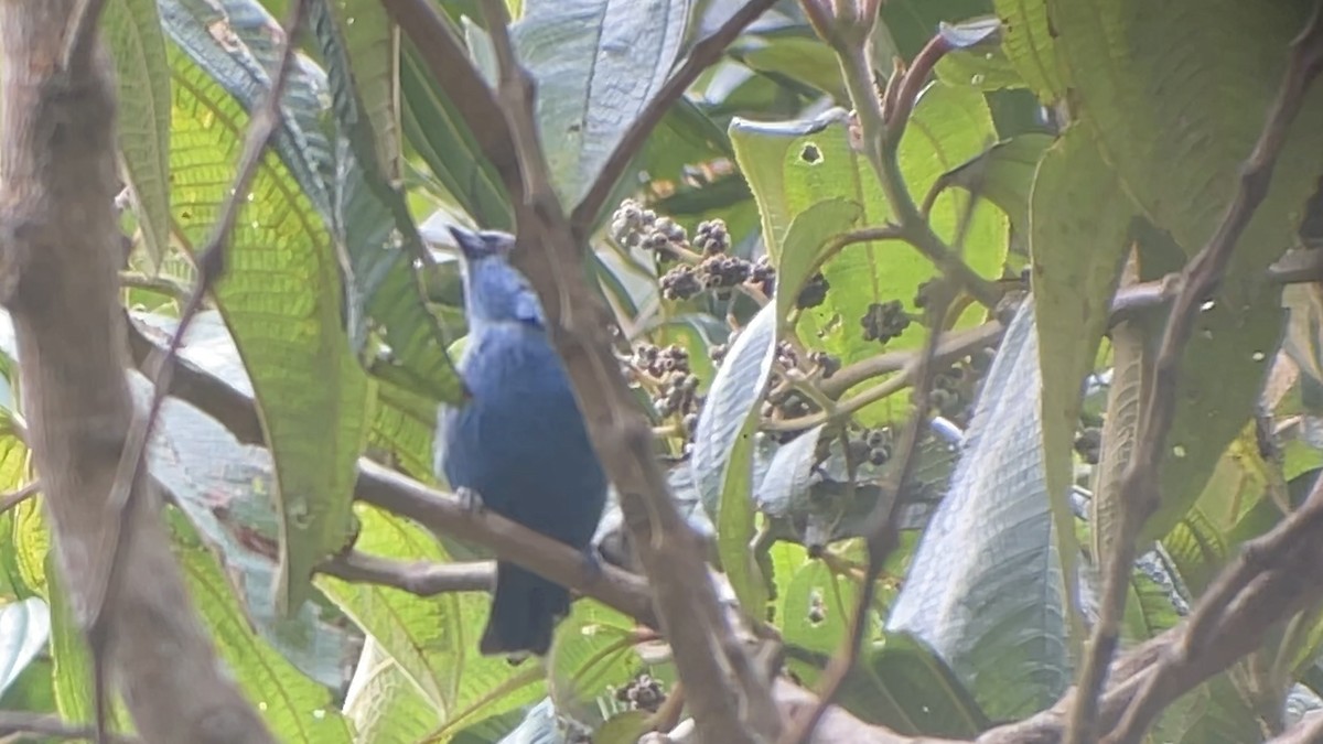 Blue-and-black Tanager - ML643012434