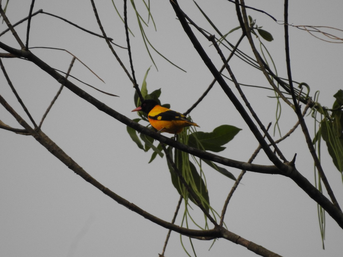 Black-hooded Oriole - ML643012435