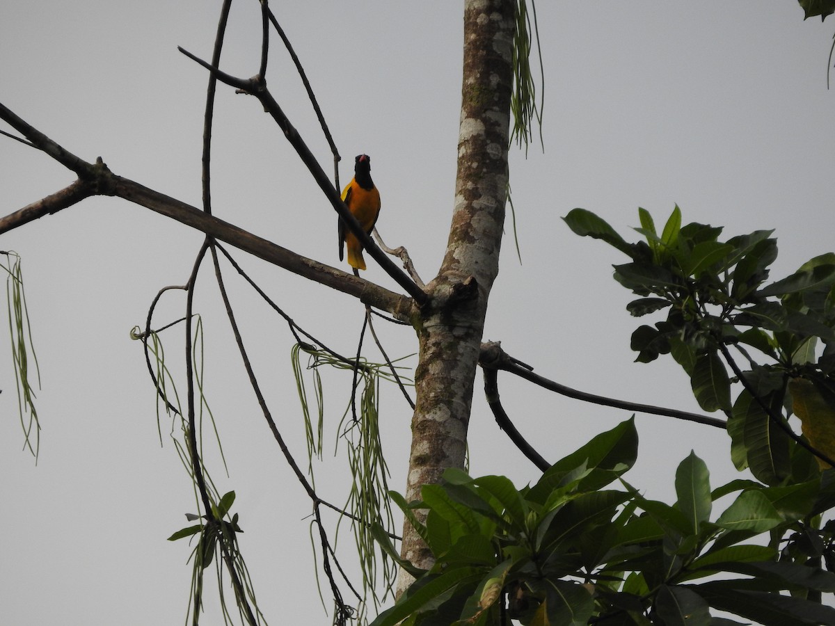 Black-hooded Oriole - ML643012436
