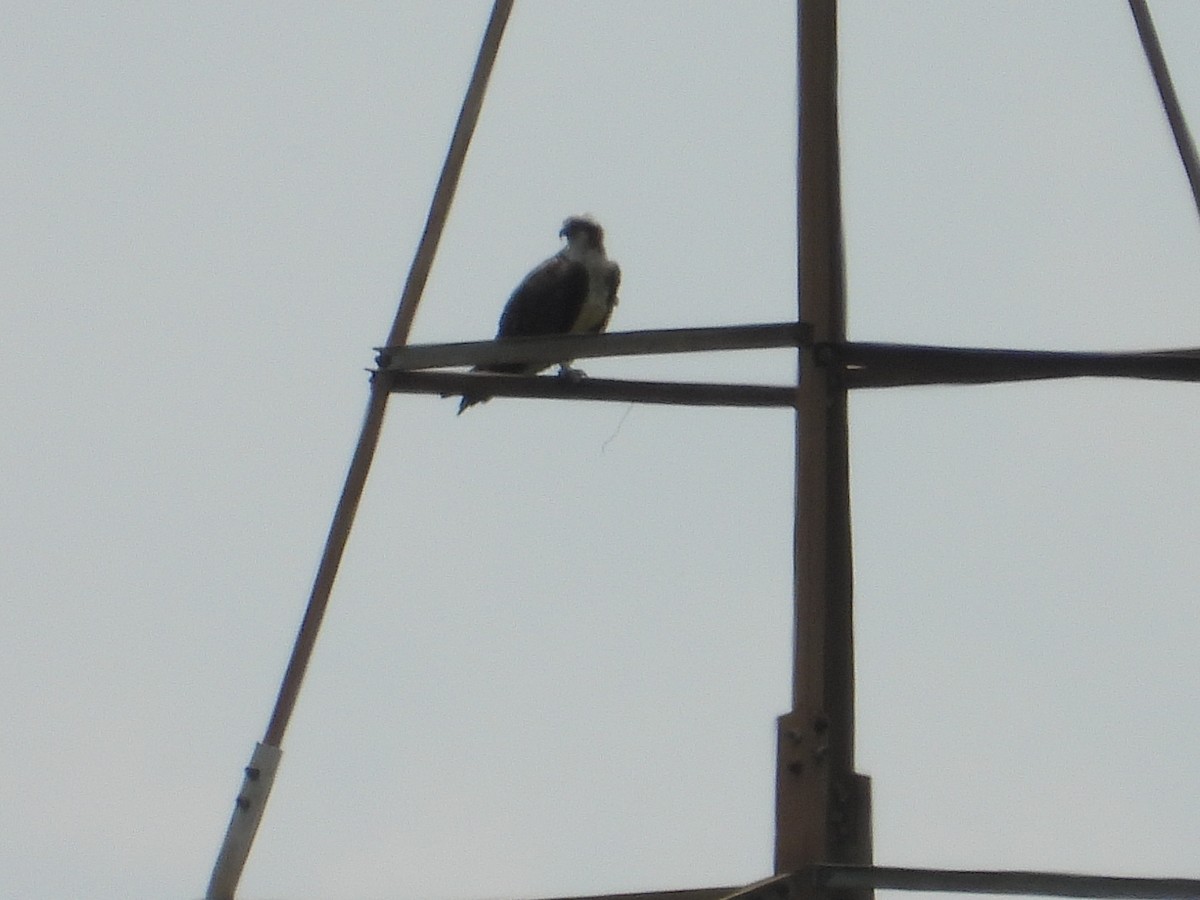 Falco pescatore - ML643012440