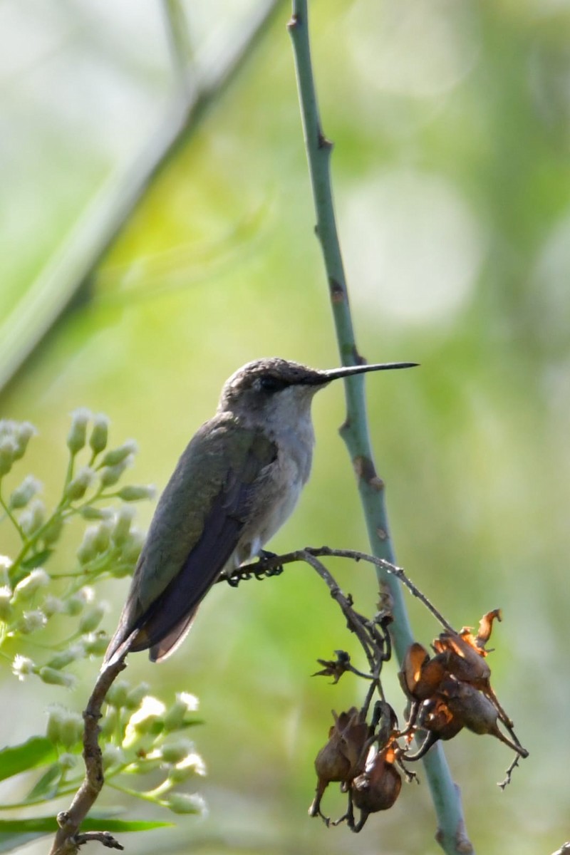 Black-chinned Hummingbird - ML643012443