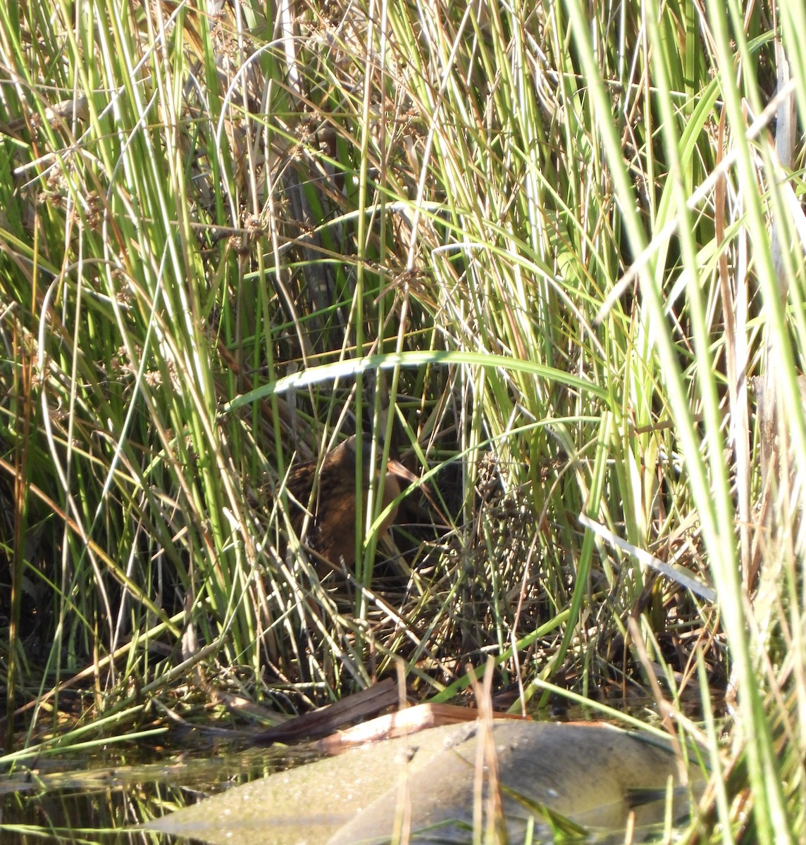 Virginia Rail - ML643012444