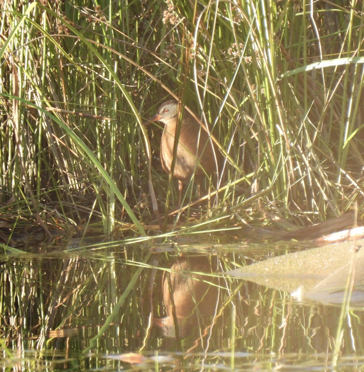 Virginia Rail - ML643012445