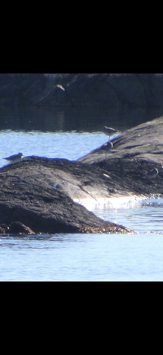 Short-billed/Long-billed Dowitcher - ML643012446
