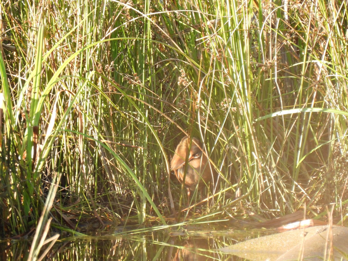 Virginia Rail - ML643012447