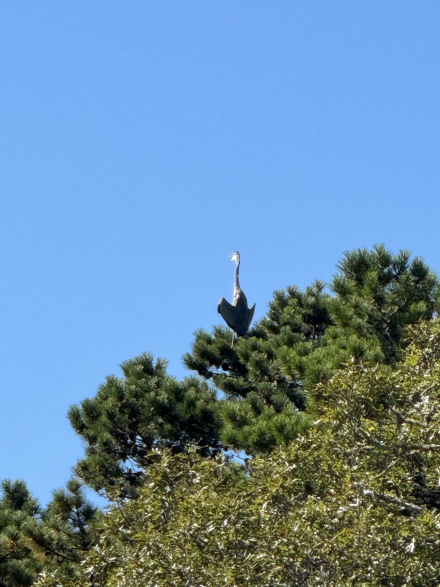 Great Blue Heron (Great Blue) - ML643012459