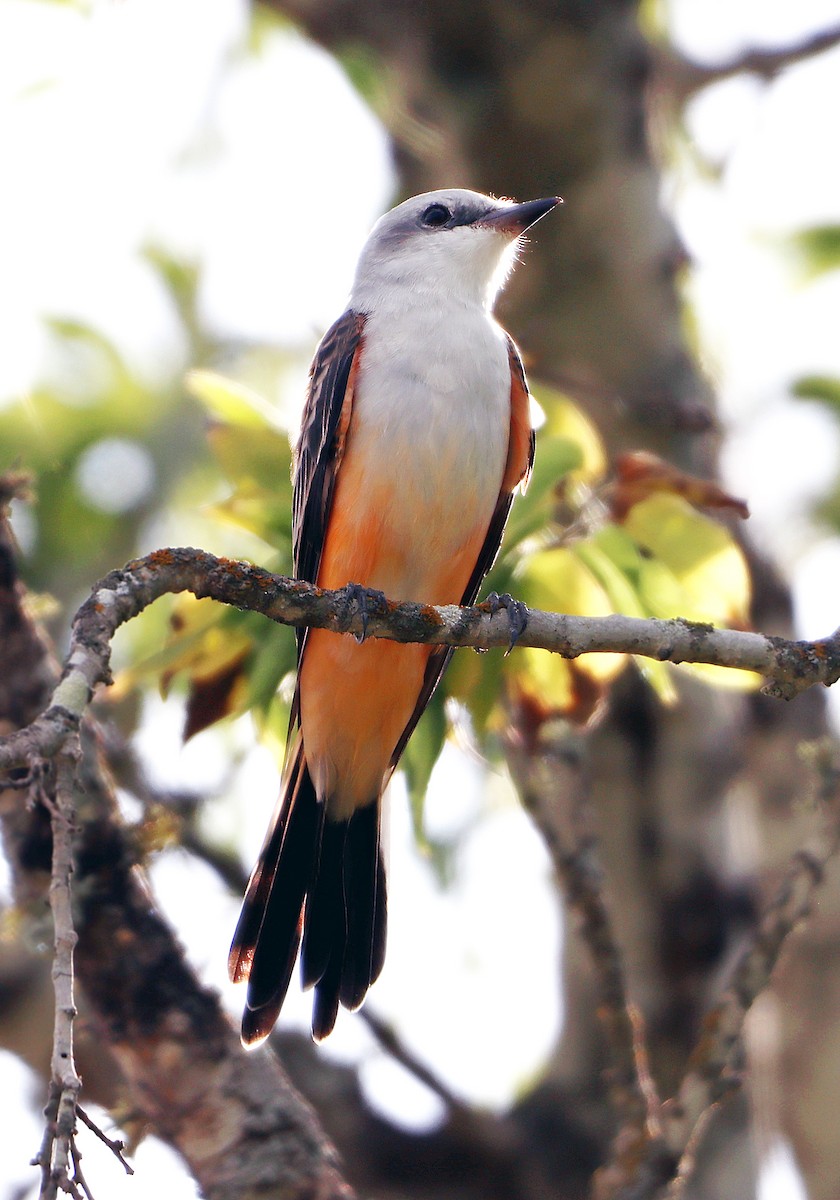 Scissor-tailed Flycatcher - ML643012469