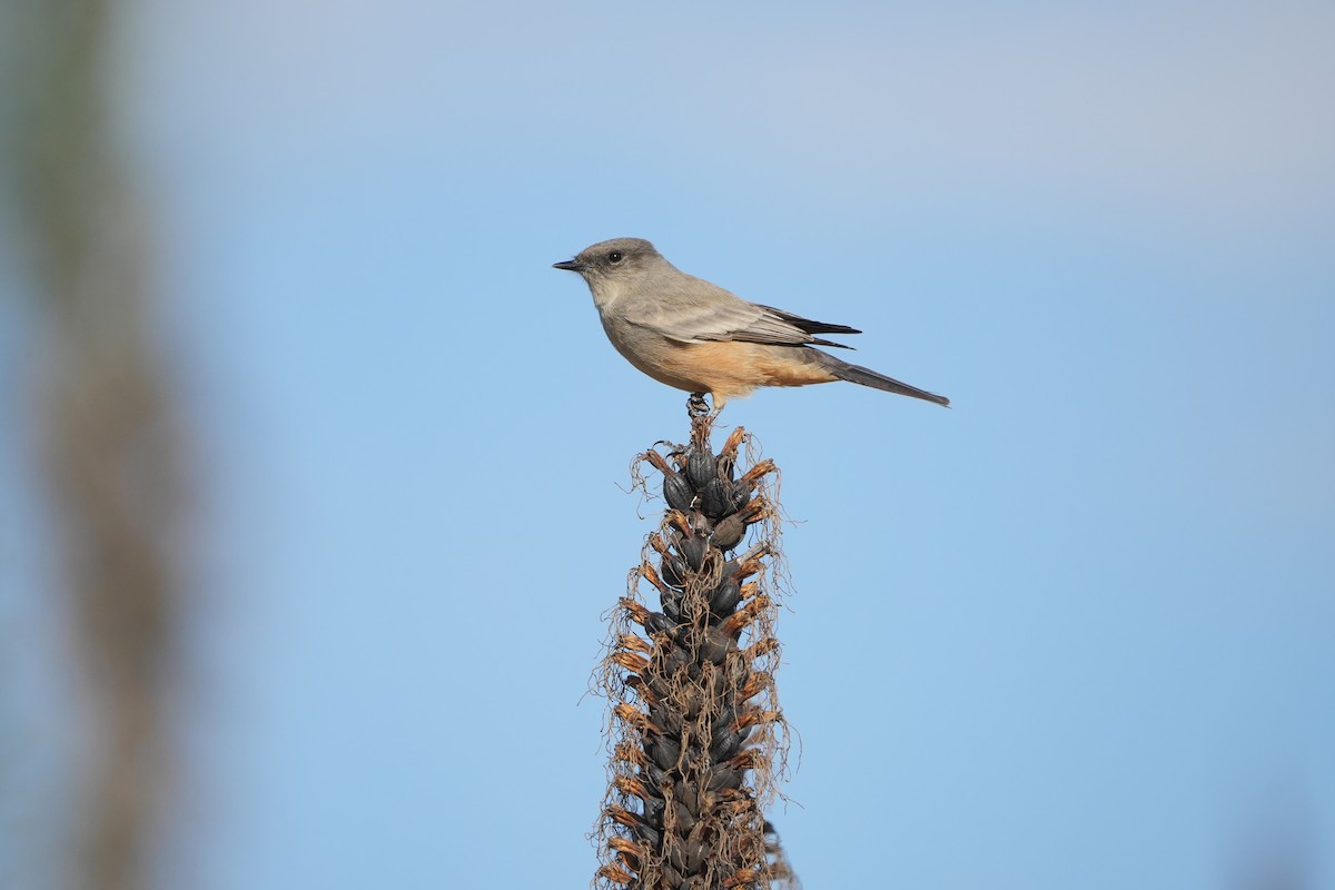 Say's Phoebe - ML643012474