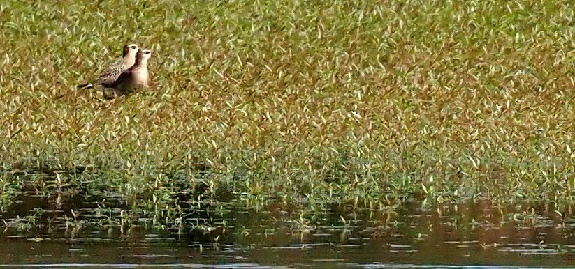 American Golden-Plover - ML643012479