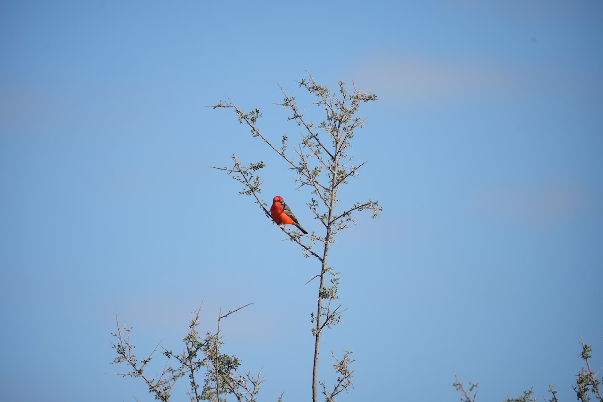 Vermilion Flycatcher - ML643012481