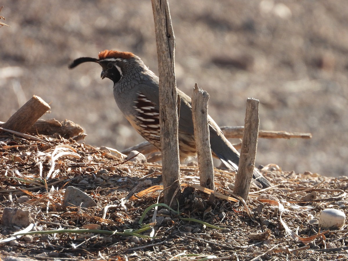 Gambel's Quail - ML643012483