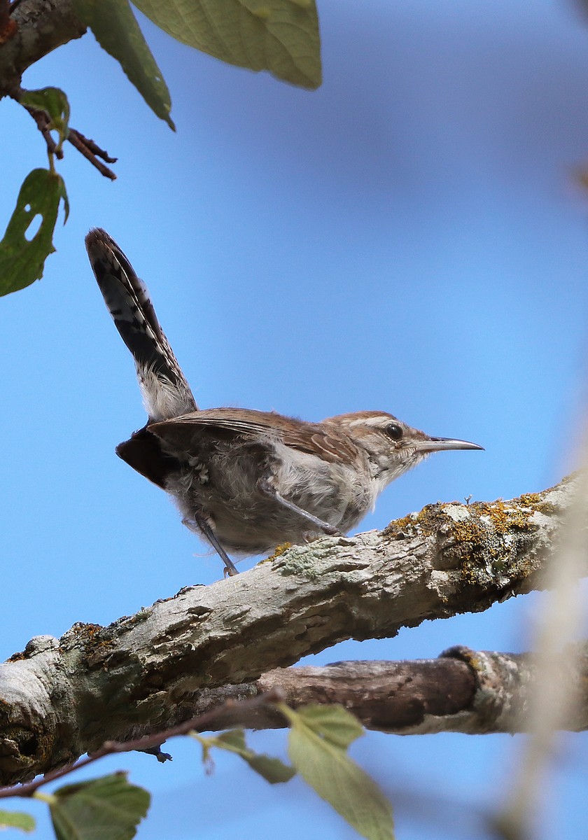 Bewick's Wren - ML643012493