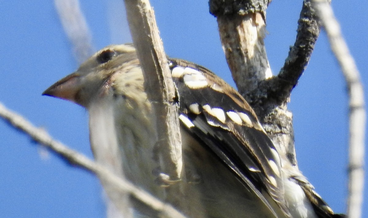 Rose-breasted Grosbeak - ML643012494