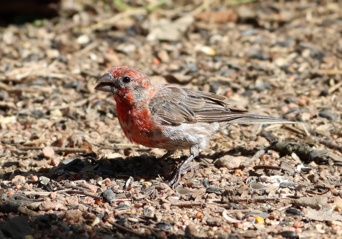 House Finch - ML643012508