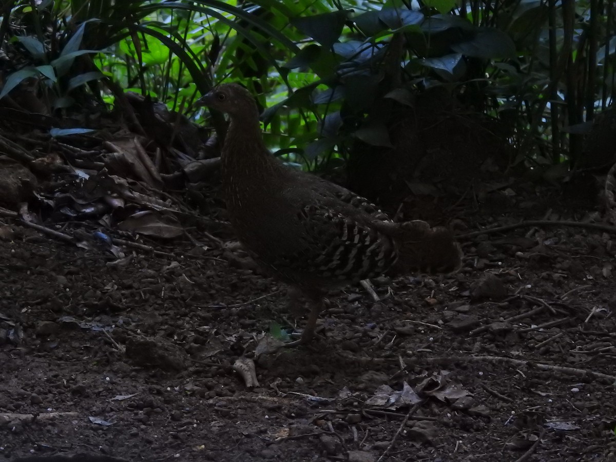 Sri Lanka Junglefowl - ML643012513