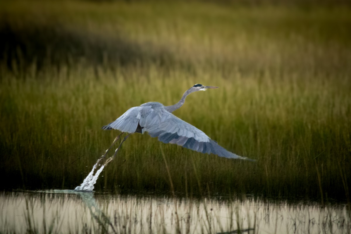 Great Blue Heron - ML643012518