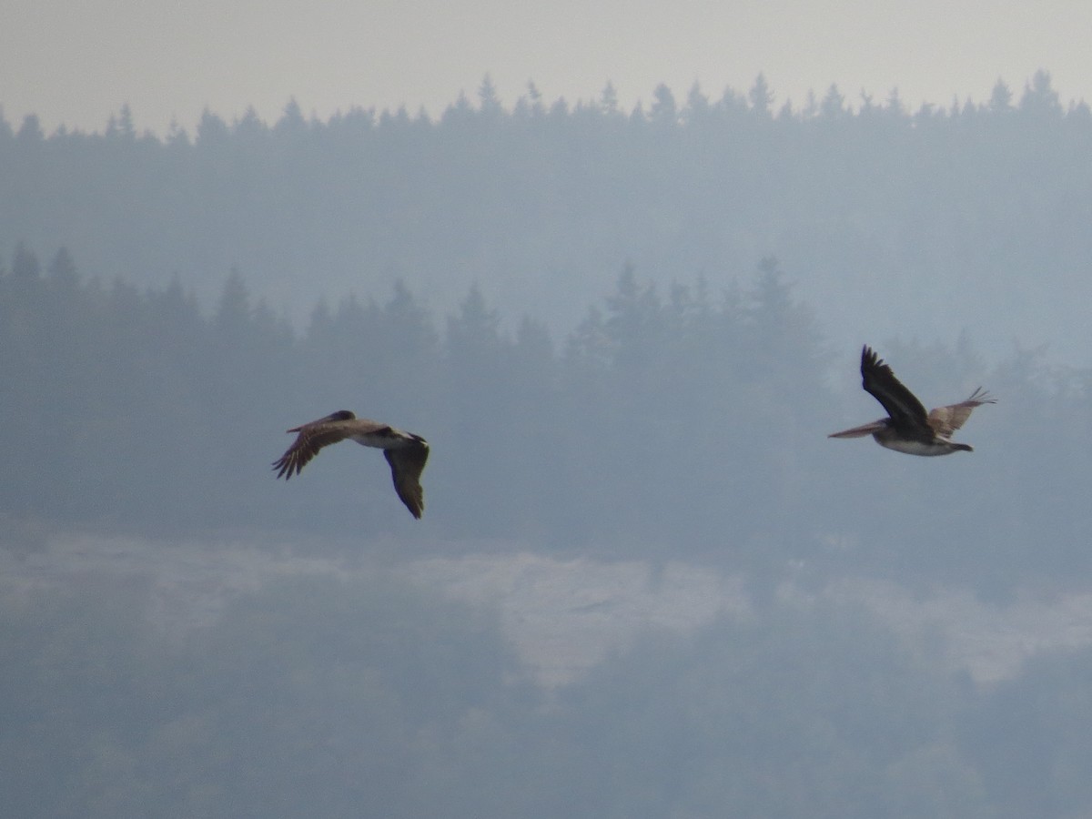 Brown Pelican - ML643012526