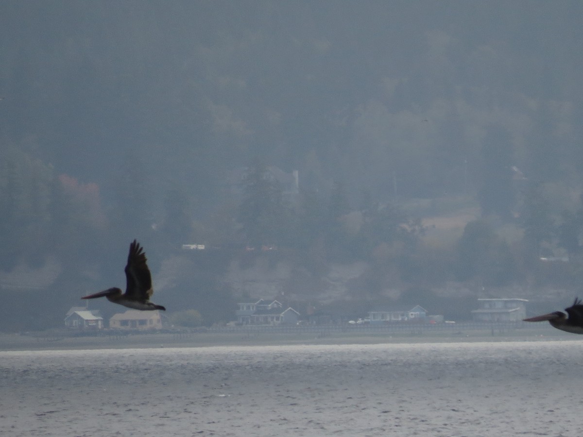 Brown Pelican - ML643012527