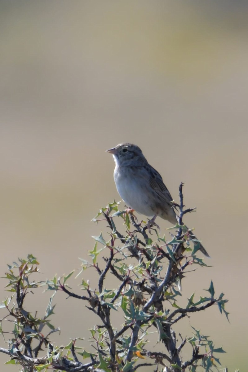 Cassin's Sparrow - ML643012537