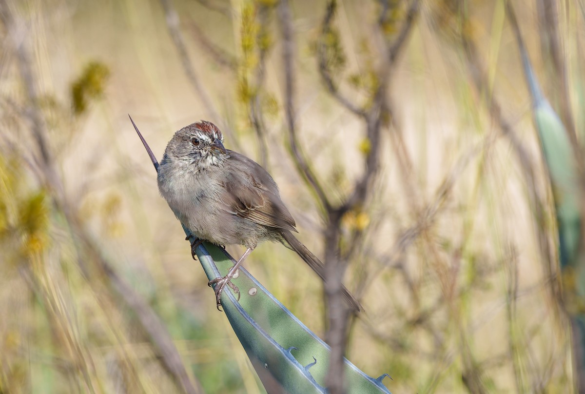 Rufous-crowned Sparrow - ML643012543