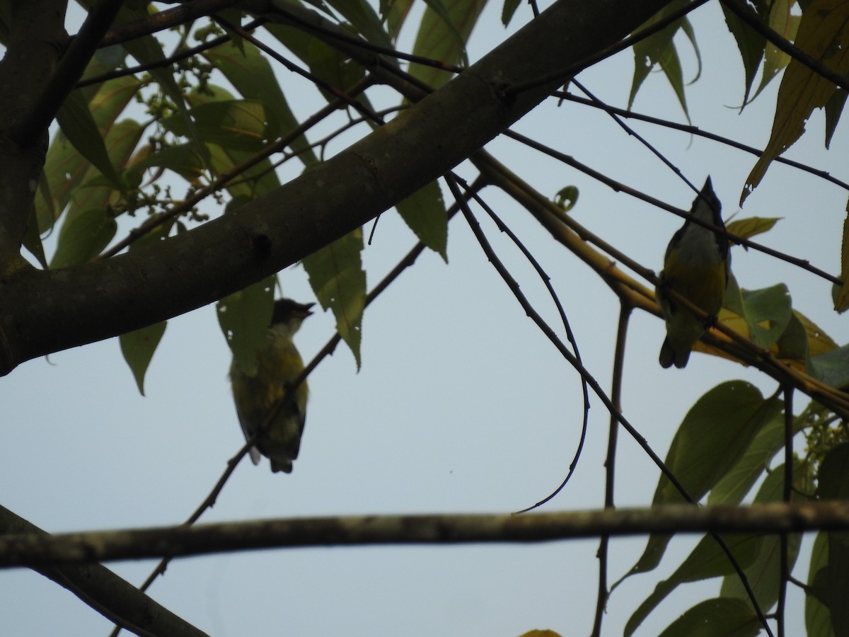White-throated Flowerpecker - ML643012544
