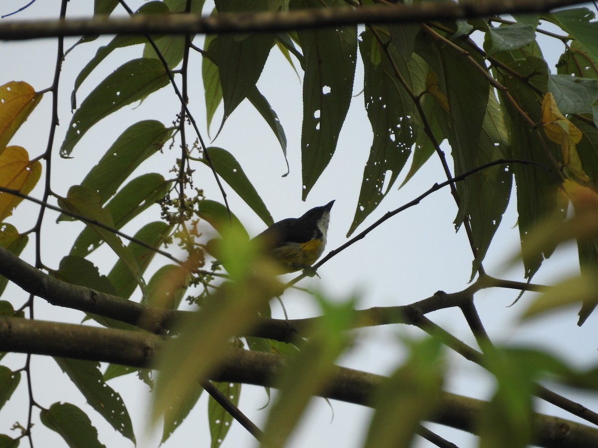 White-throated Flowerpecker - ML643012545