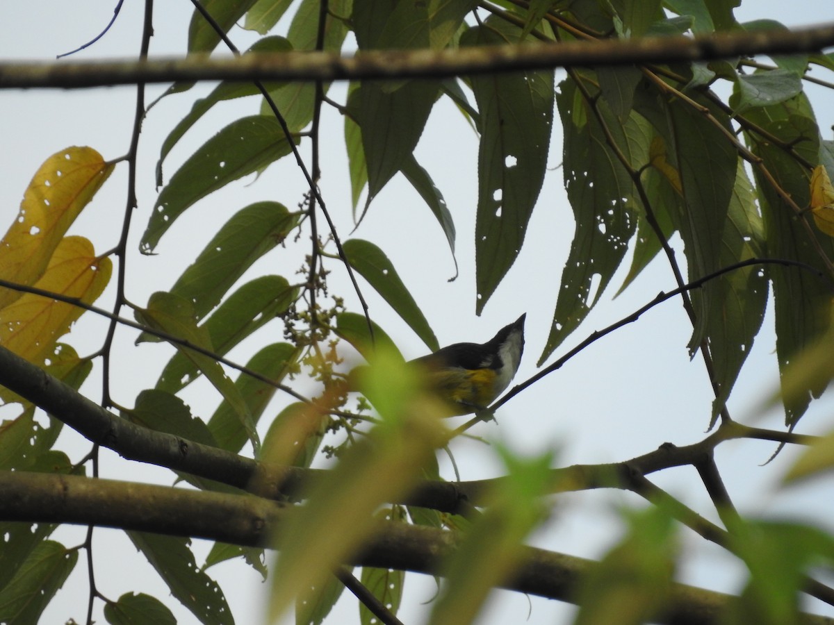 White-throated Flowerpecker - ML643012547