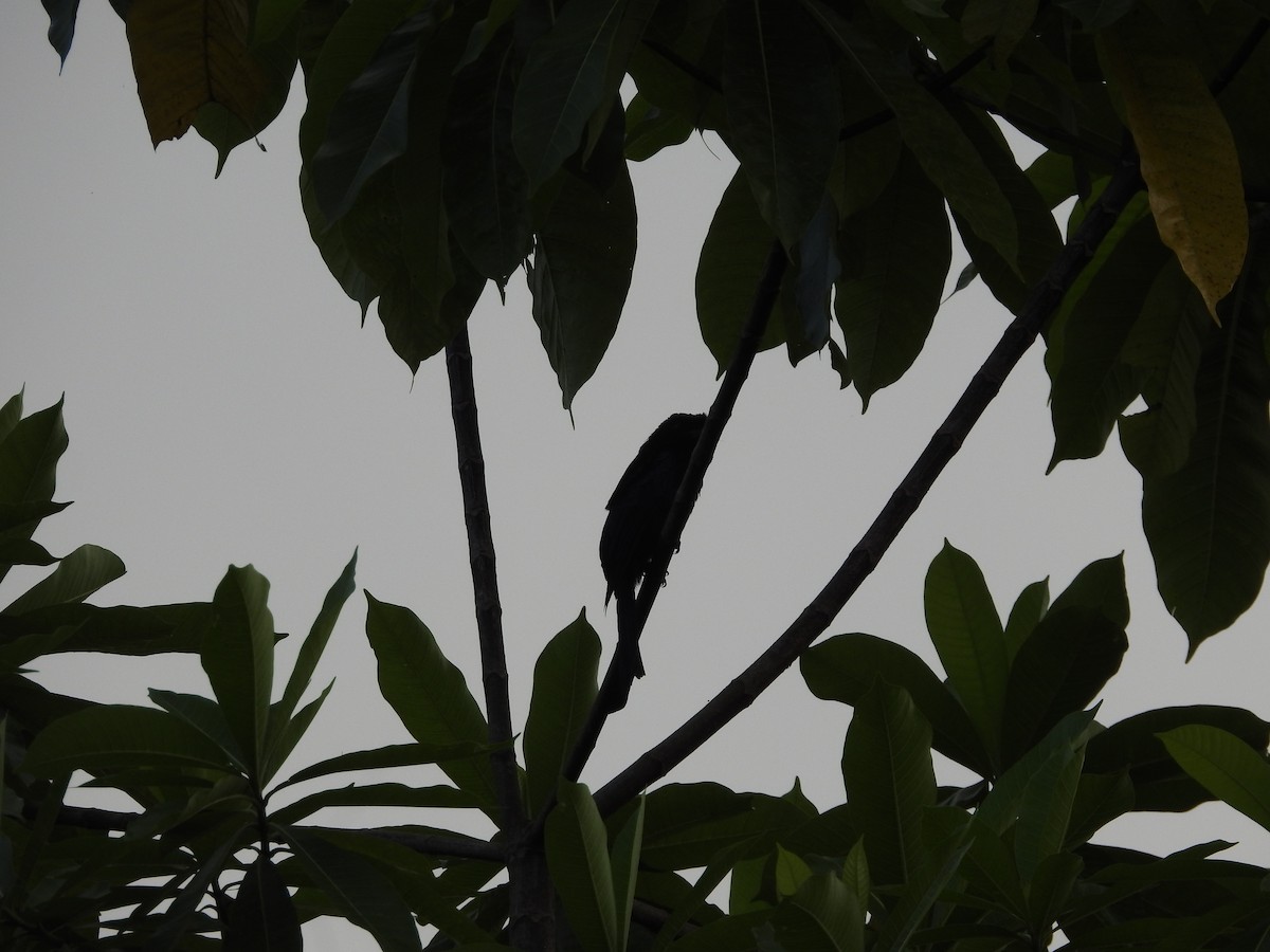 Sri Lanka Drongo - ML643012568