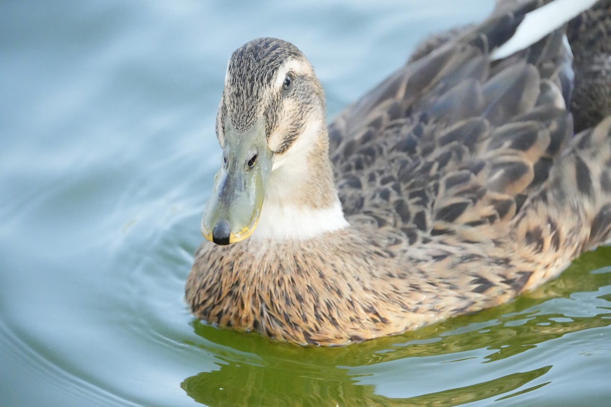 Hybride Canard colvert x C. du Mexique - ML643012575