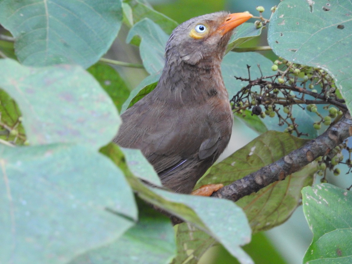 Orange-billed Babbler - ML643012579