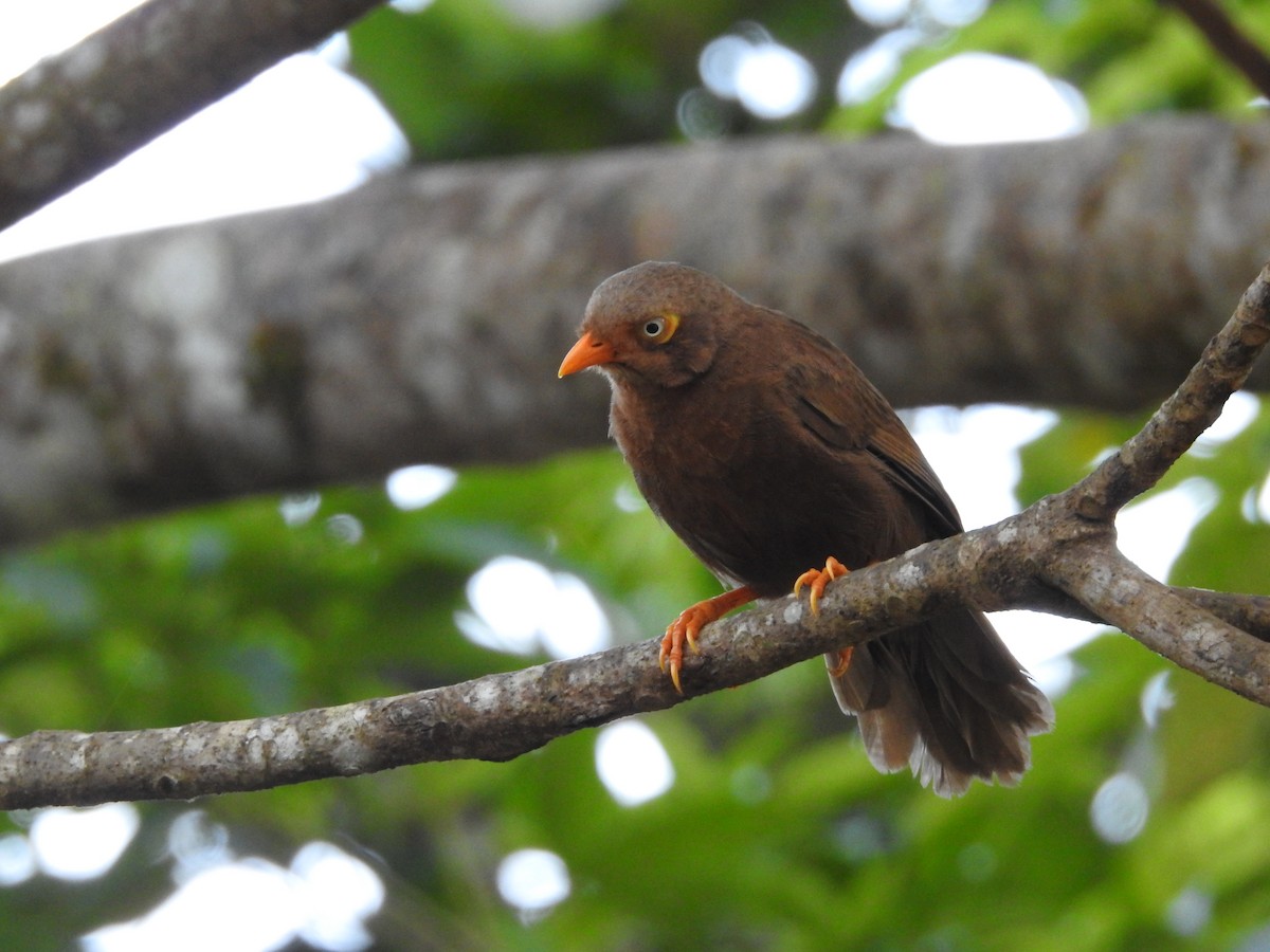 Orange-billed Babbler - ML643012580