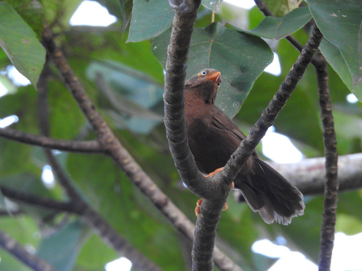 Orange-billed Babbler - ML643012581