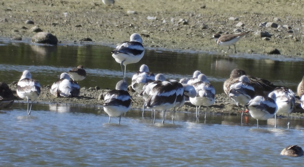 American Avocet - ML643012596