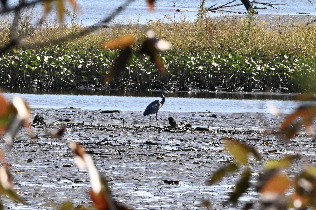 Great Blue Heron - ML643012631