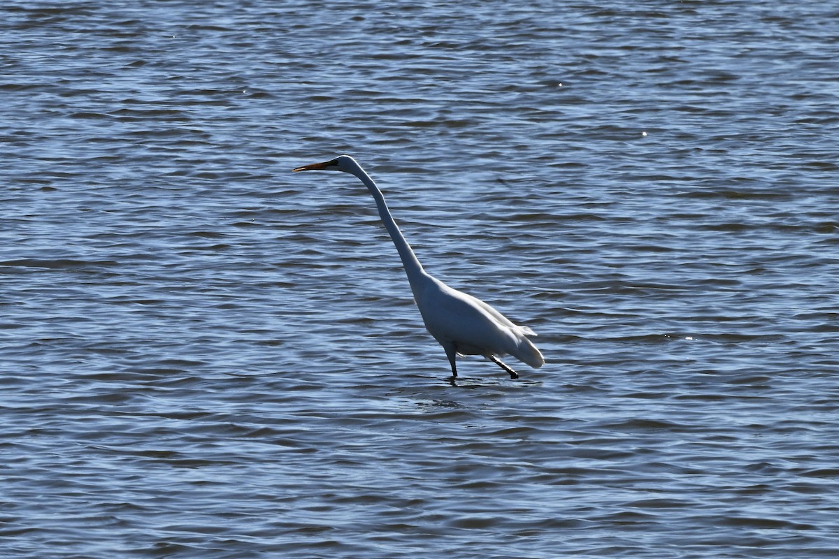 ダイサギ - ML643012665