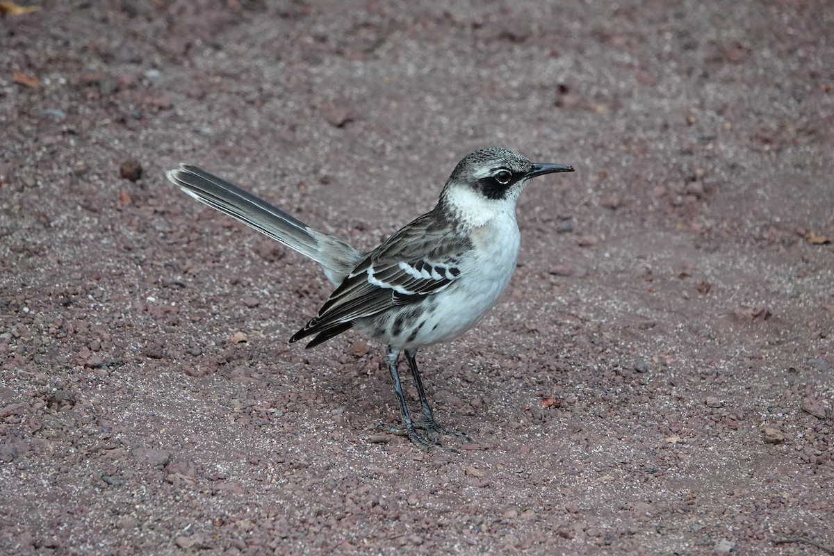 Galapagos Mockingbird - ML643012690