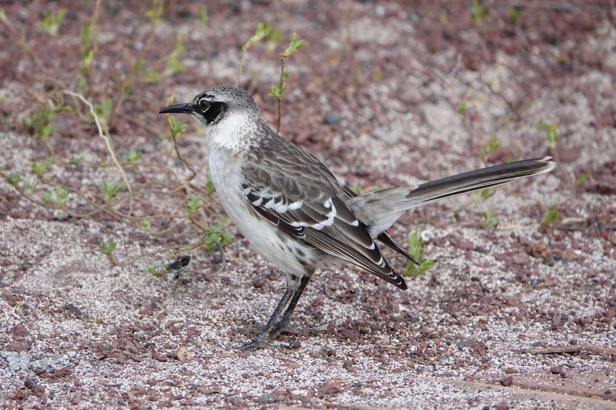 Galapagos Mockingbird - ML643012691