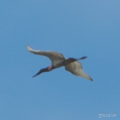 jabirustork - ML643012692