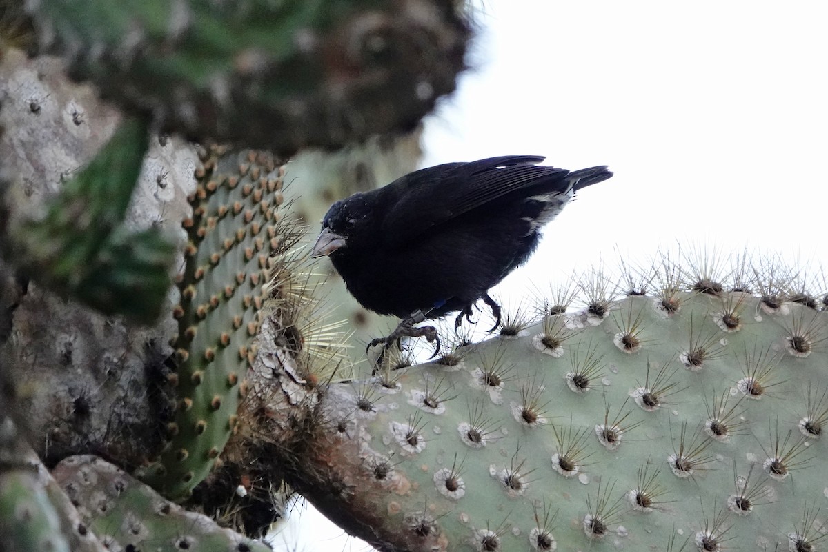 Common Cactus-Finch - ML643012696