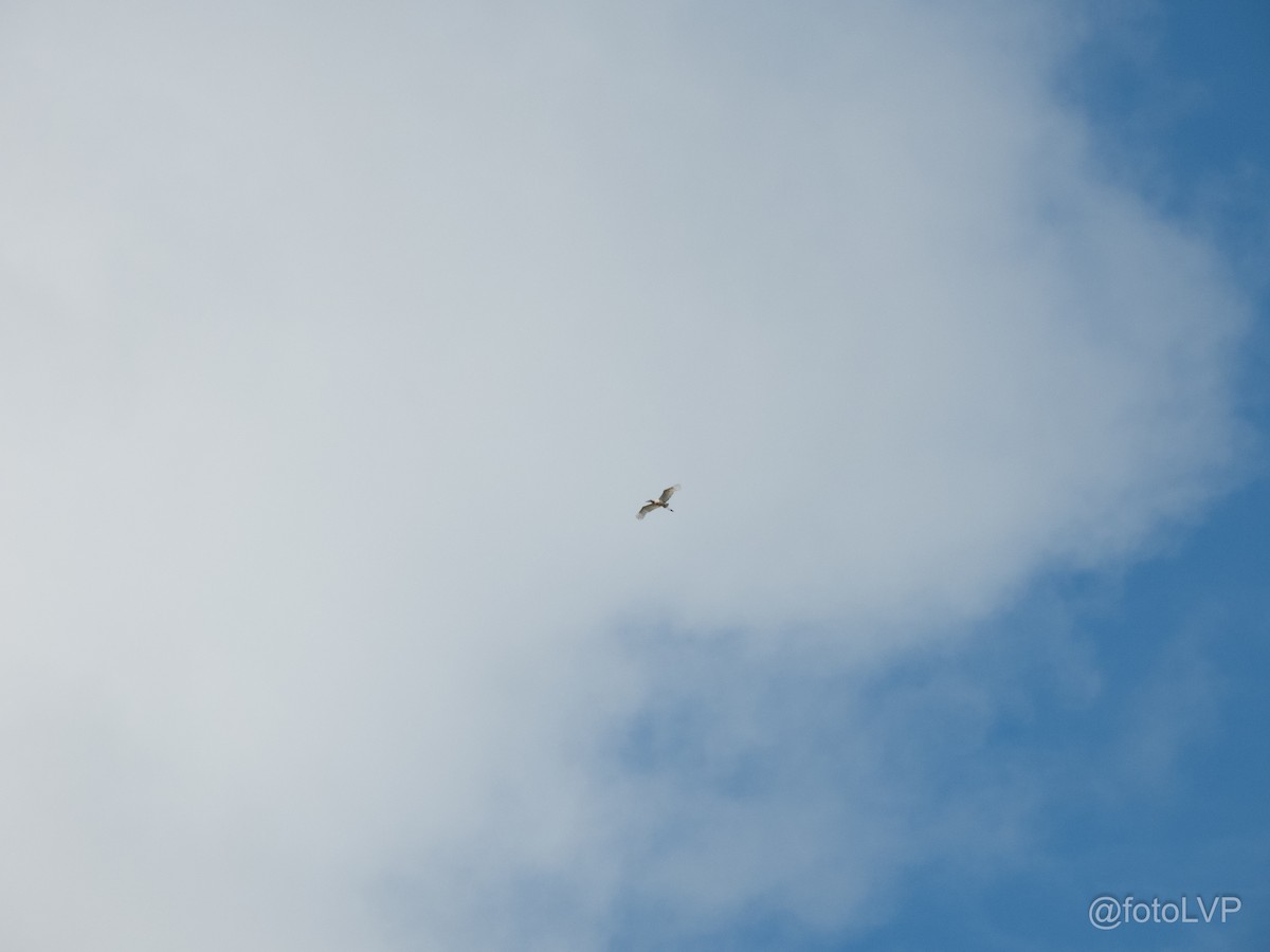 Jabiru amerikarra - ML643012699