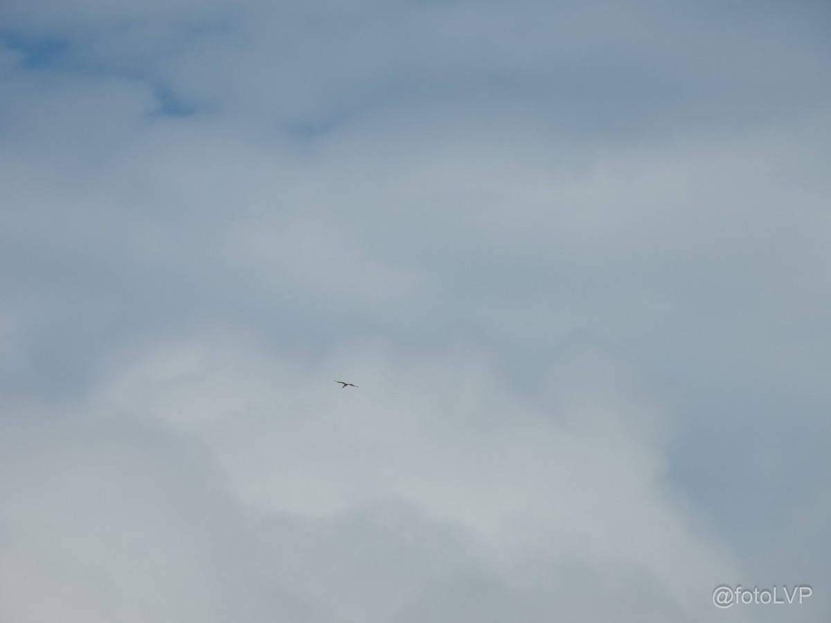 jabirustork - ML643012711