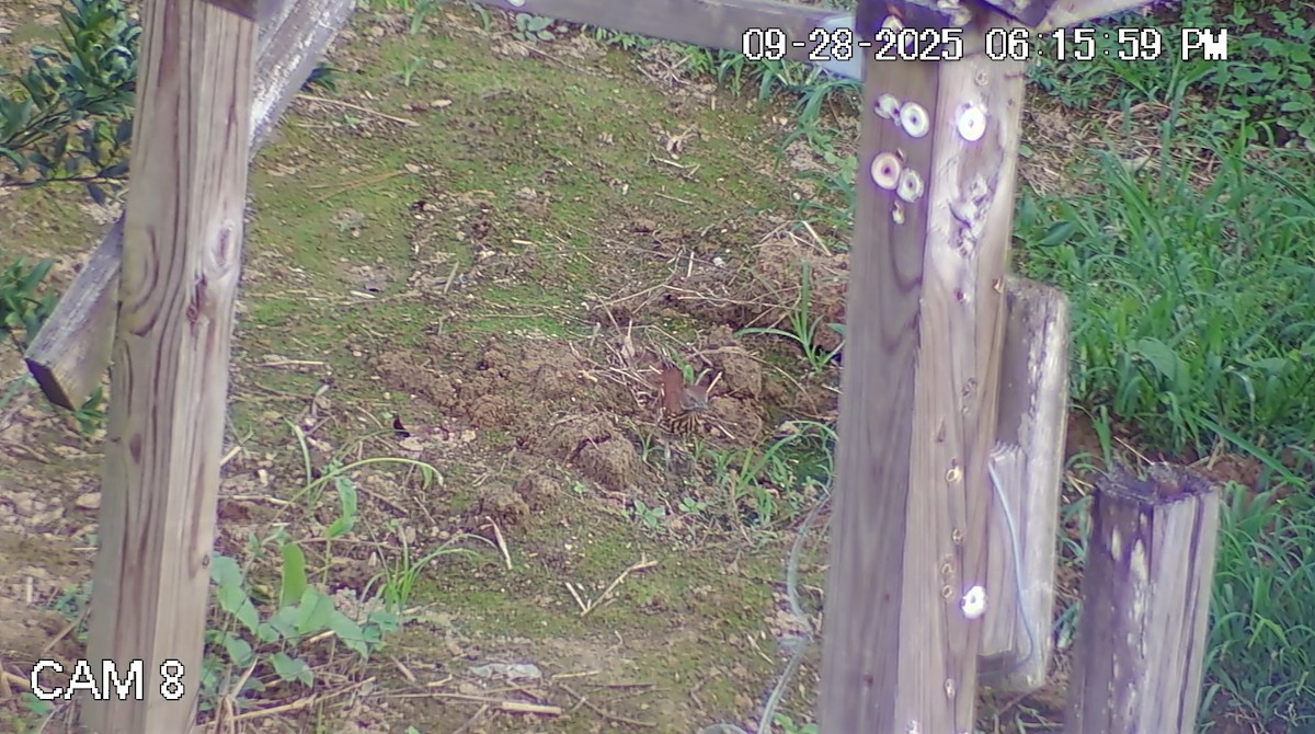 Brown Thrasher - ML643012717