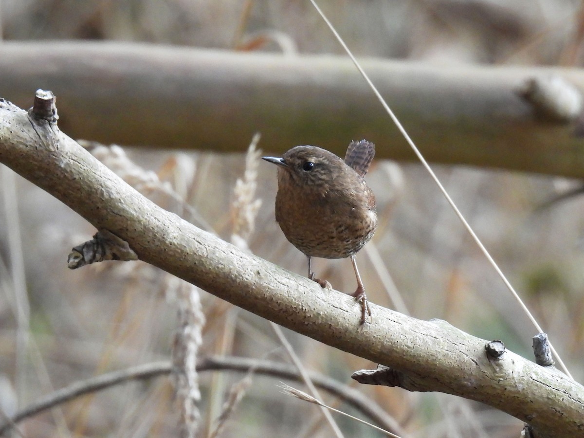 Pacific Wren - ML643012719