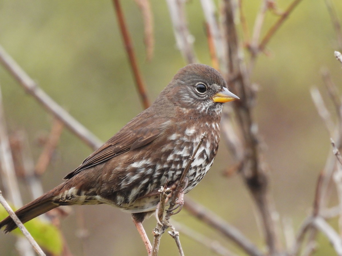 Fox Sparrow (Sooty) - ML643012720